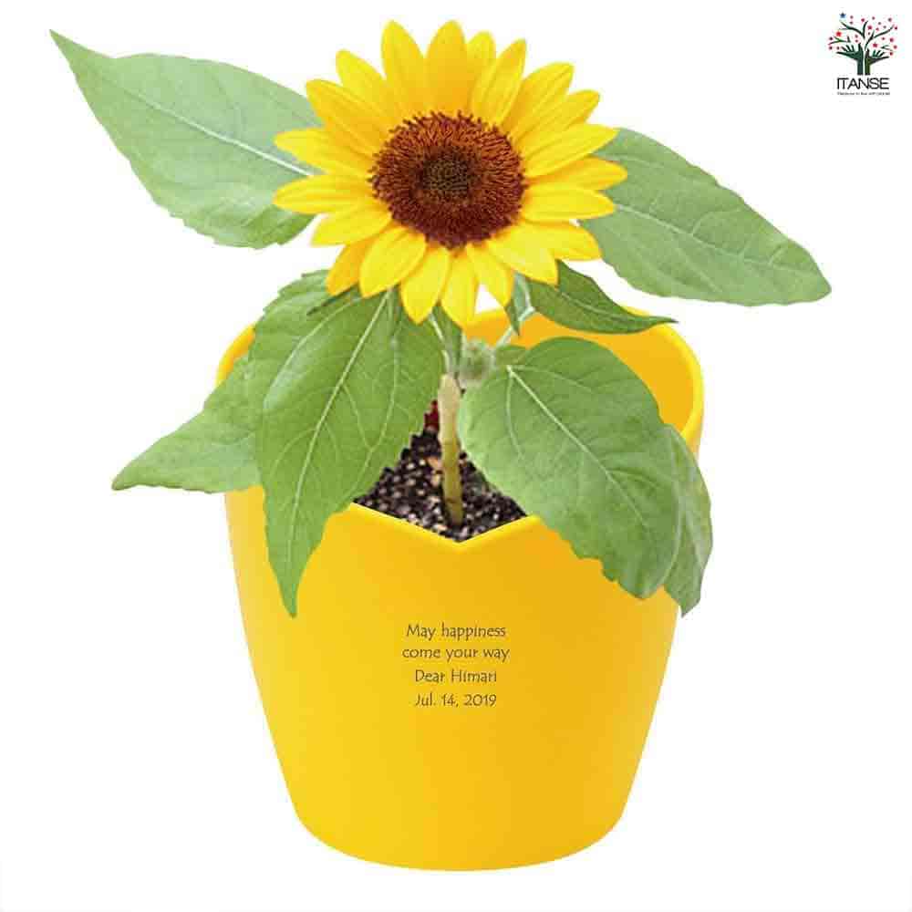 栽培セット ミニヒマワリ 【1個売り】｜ 【植物のITANSE】全品