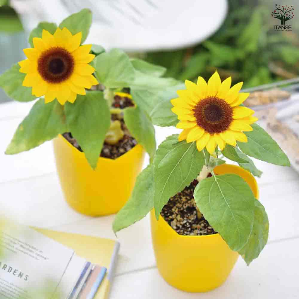 栽培セット ミニヒマワリ 【1個売り】｜ 【植物のITANSE】全品