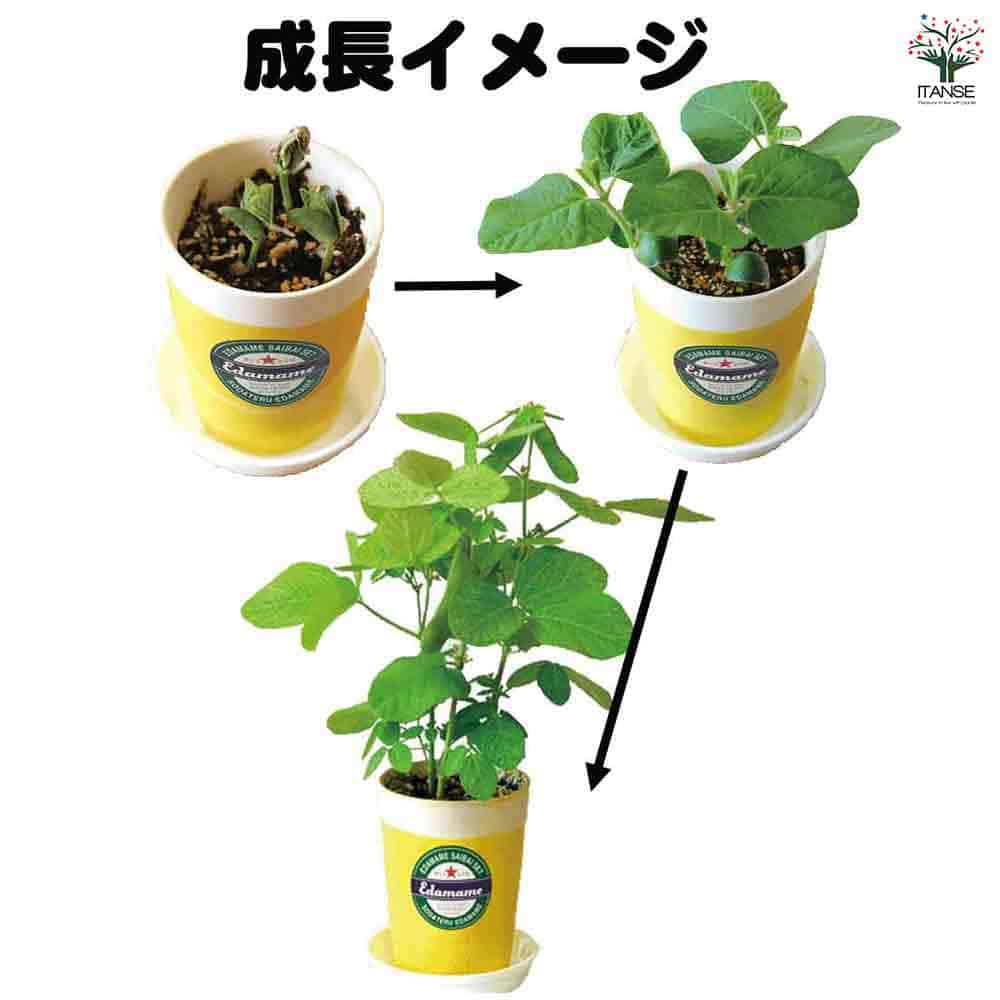 栽培セット 育てるえだ豆 【1個売り】｜ 【植物のITANSE】全品