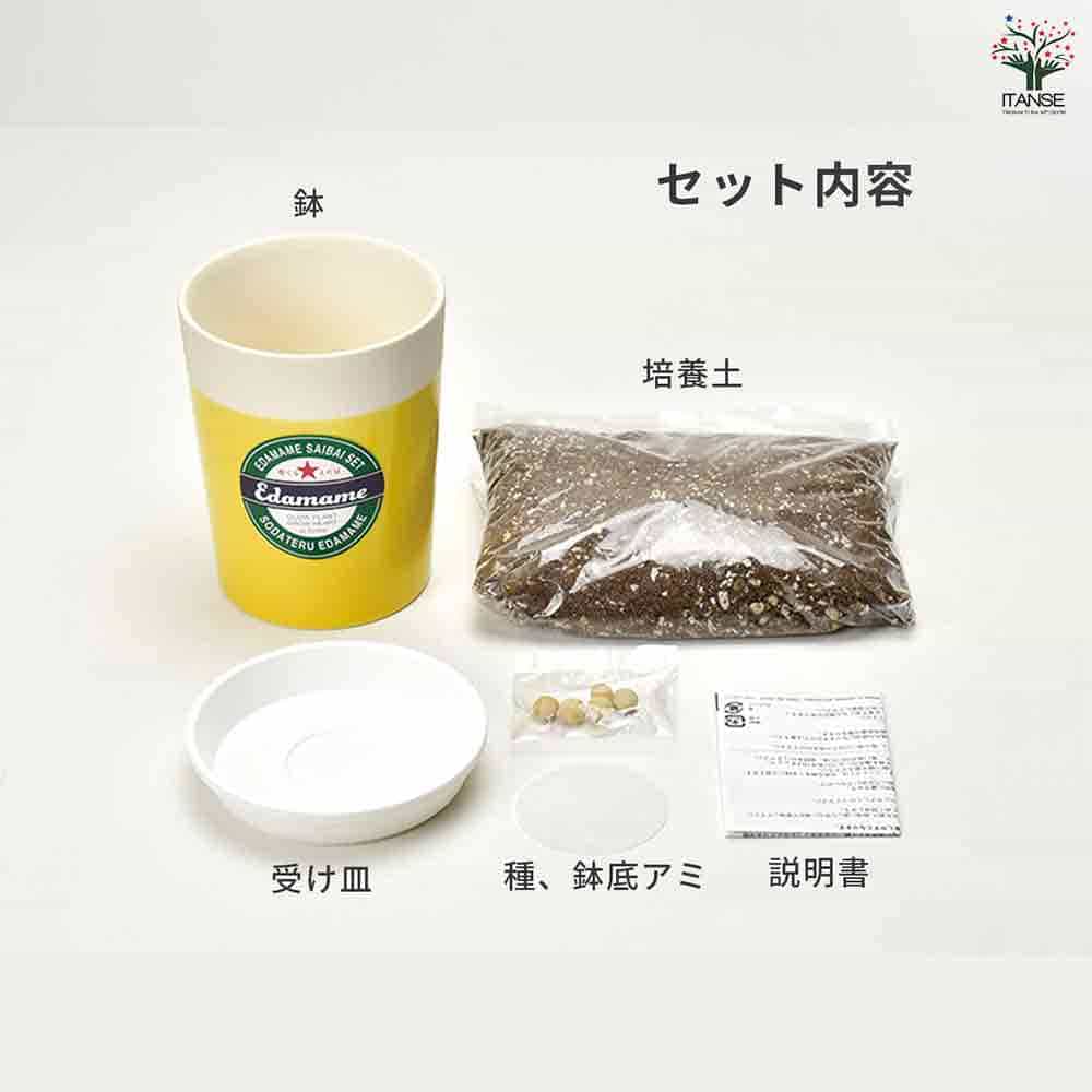 栽培セット 育てるえだ豆 【1個売り】｜ 【植物のITANSE】全品