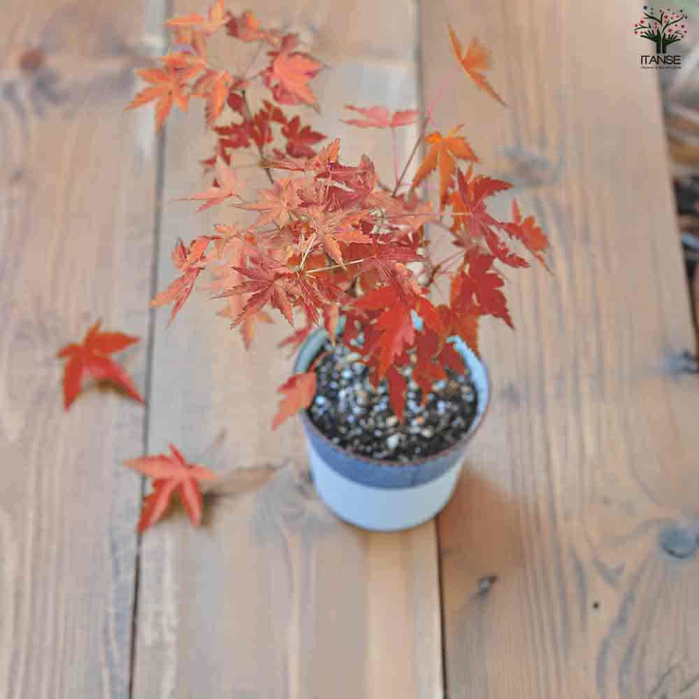 栽培セット 染付小紋 盆栽栽培セット もみじ 【1個売り】｜ 【植物の