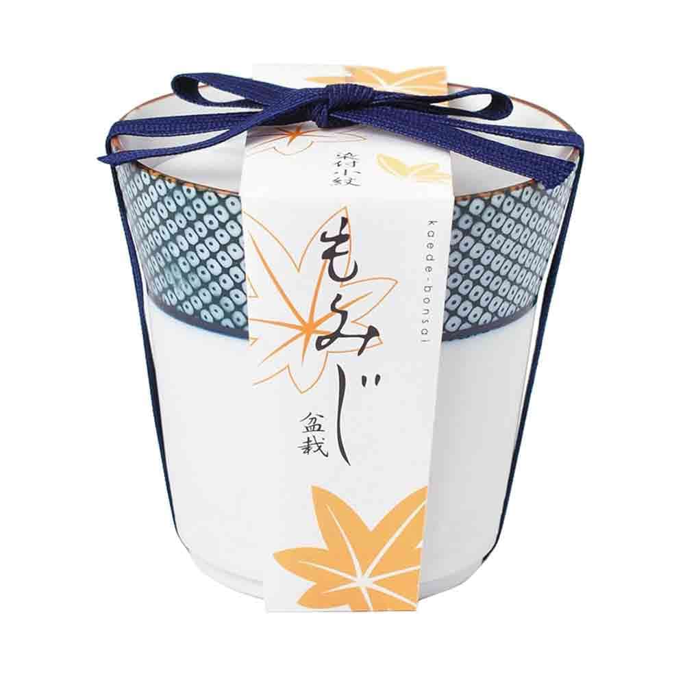 栽培セット 染付小紋 盆栽栽培セット もみじ  【1個売り】