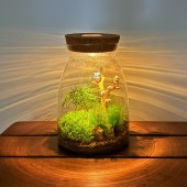 苔テラリウム 4〜5種寄せ植え LED付き  【観葉植物 ／1個売り】|観葉植物