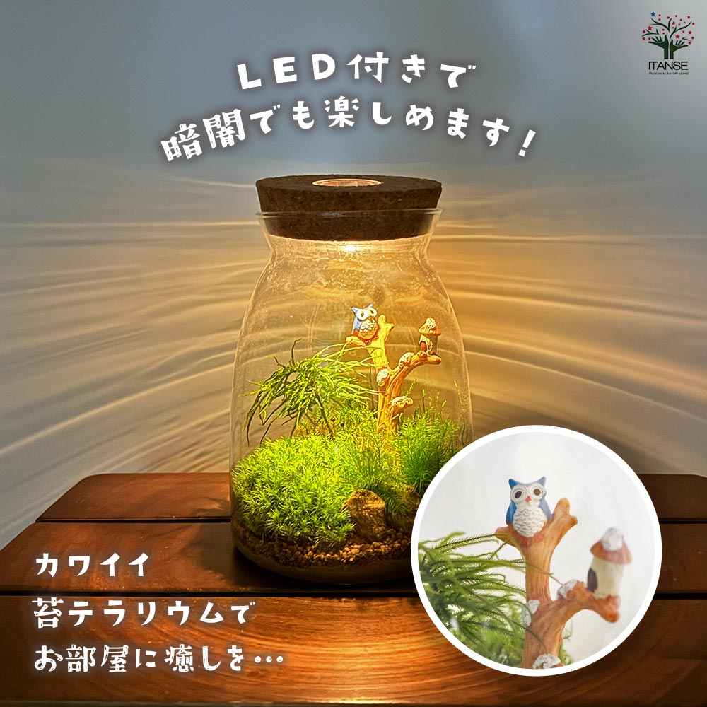 苔テラリウム SOKONIWA コケテラス 苔テラリウムキット | 花＆グリーン 通販