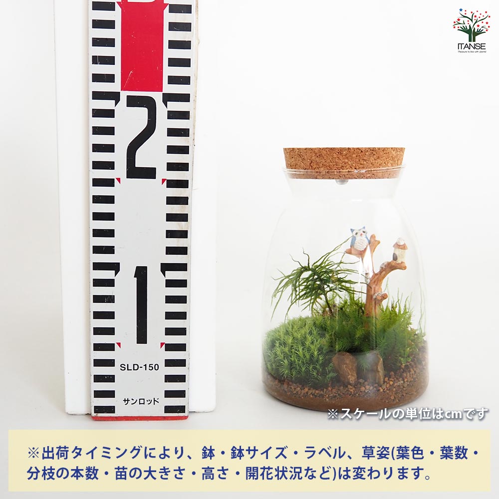 苔テラリウム 苔テラリウム 4～5種寄せ植え LED付き 【観葉植物 ／1個売り