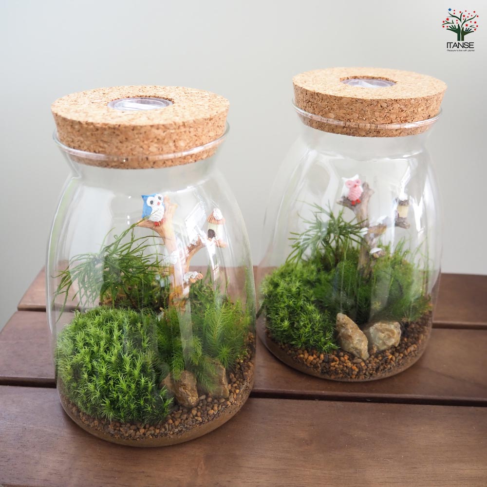 苔テラリウム 4～5種寄せ植え LED付き 【観葉植物 ／1個売り