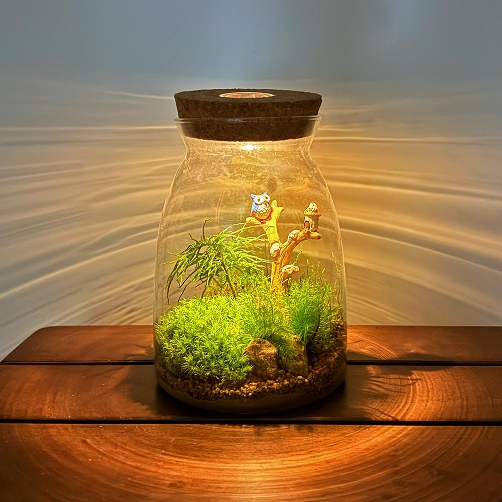 苔テラリウム 4～5種寄せ植え LED付き 【観葉植物 ／1個売り