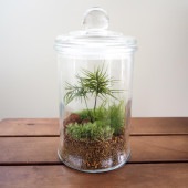 苔テラリウム パッキン蓋付き  【観葉植物 ／1個売り】|観葉植物