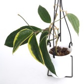 ホヤ マクロフィラ アルボマルギナータ 【観葉植物 4号／1個売り】|観葉植物
