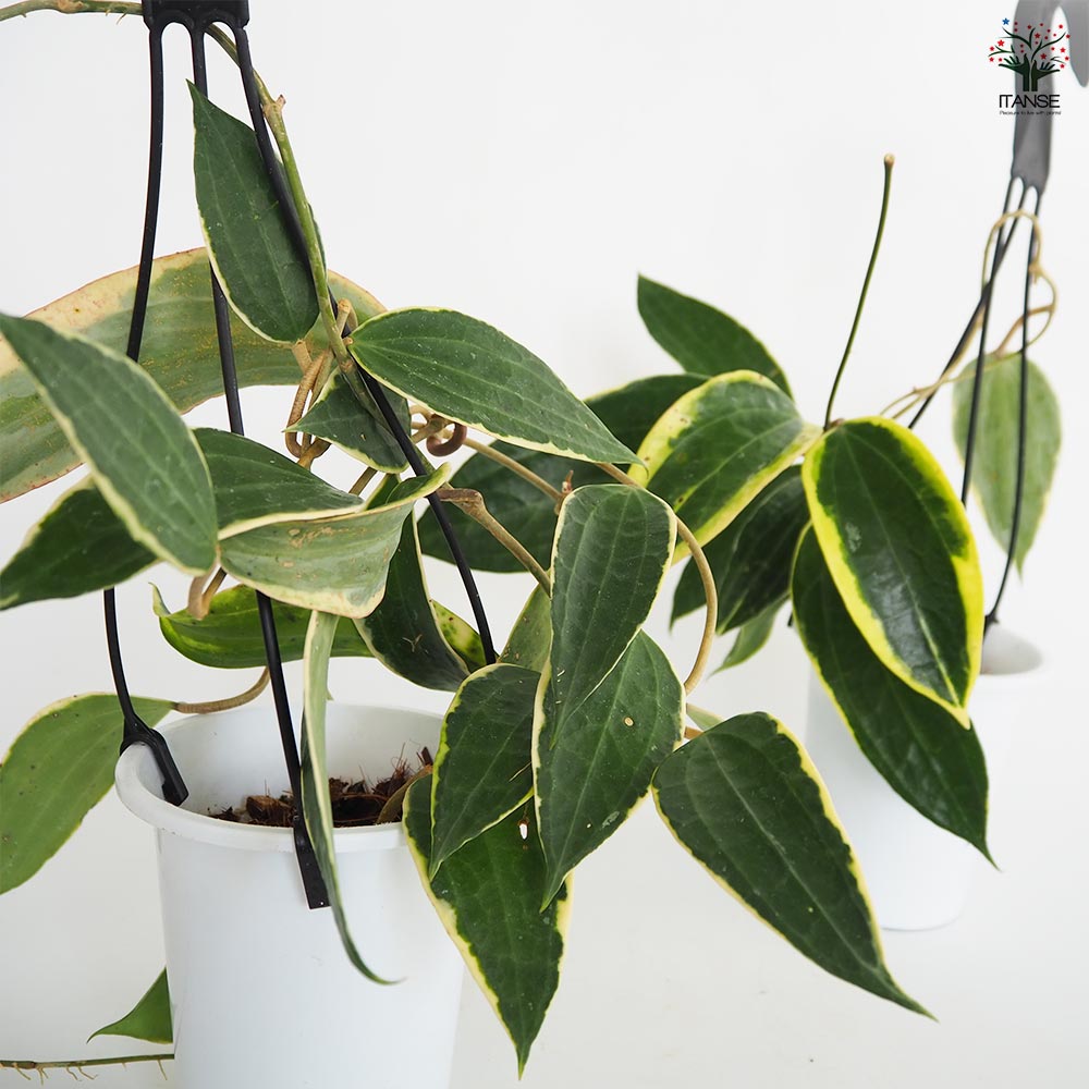 ホヤ マクロフィラ アルボマルギナータ 【観葉植物 4号／1個売り