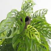 モンステラ アダンソニー 【観葉植物 8号／1個売り】|観葉植物