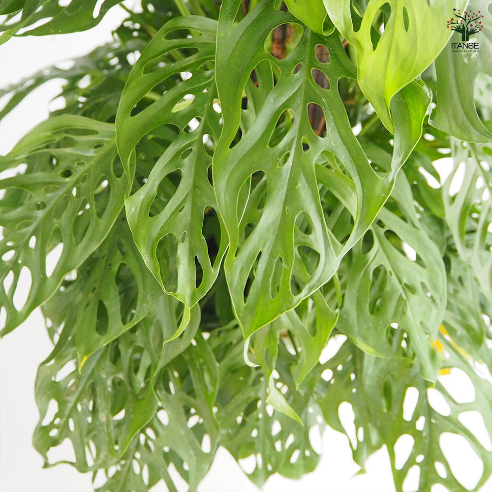 モンステラ アダンソニー 【観葉植物 8号／1個売り】｜ 【植物の