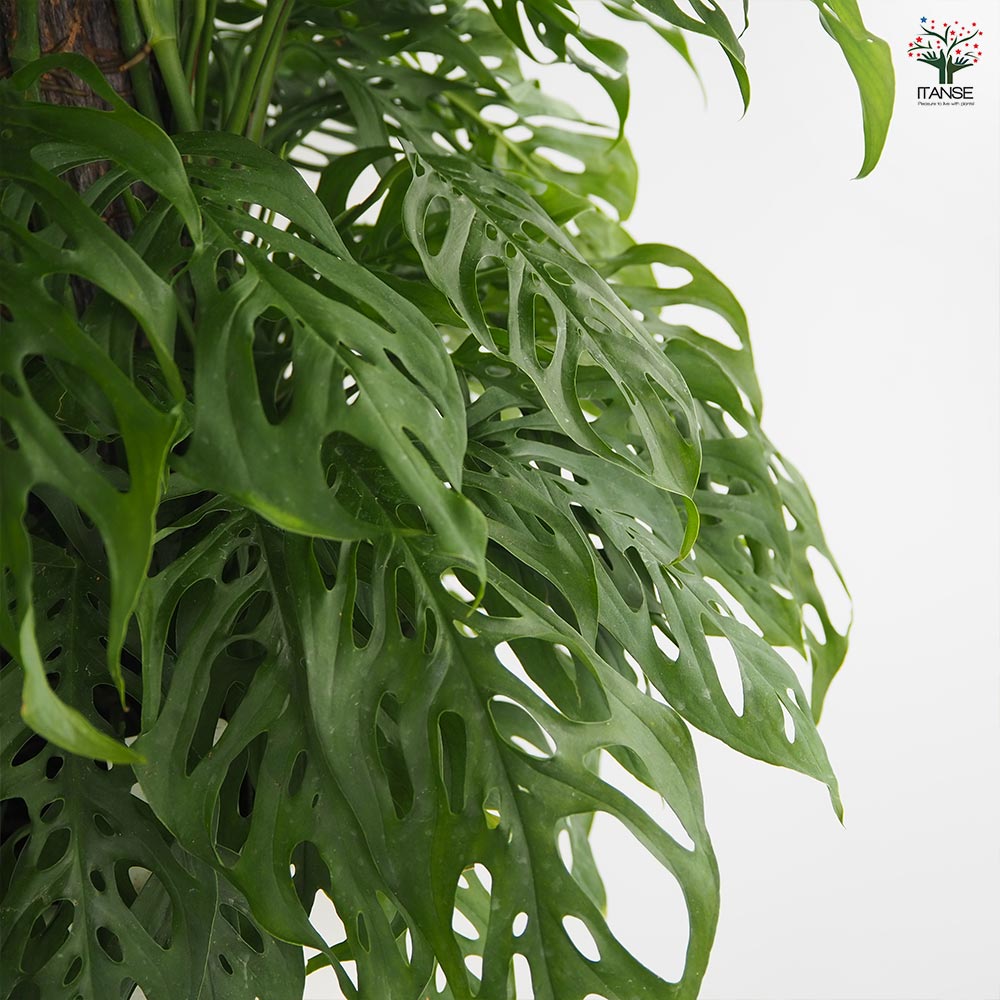 観葉植物/モンステラ：アダンソニー モンステラ アダンソニー】 H約190cmW約85cm 木質化した幹立ちの