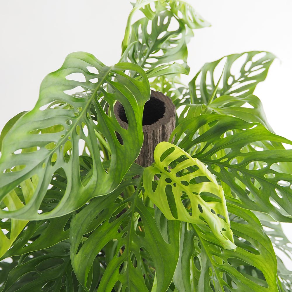 モンステラ アダンソニー 【観葉植物 8号／1個売り】｜ 【植物の