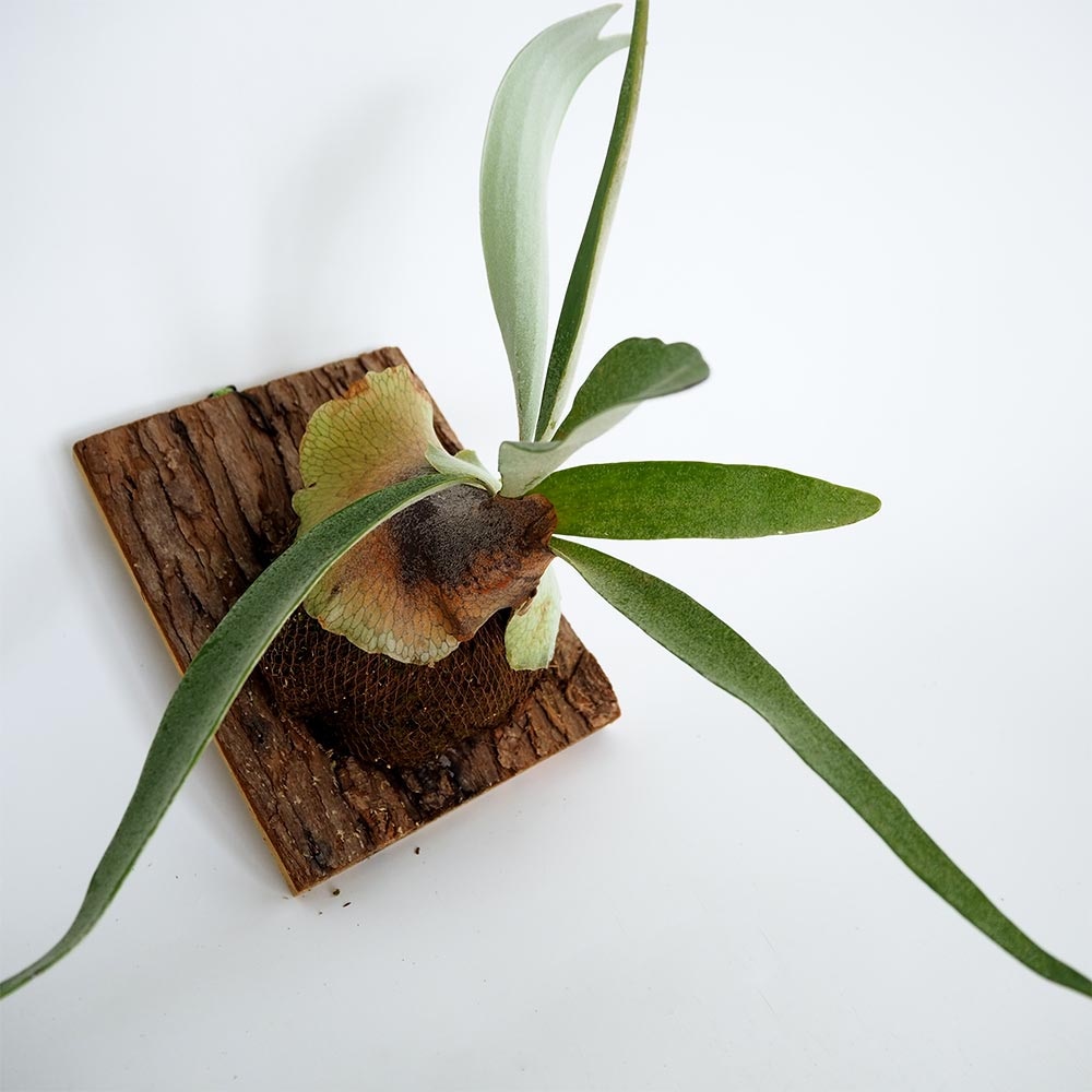 コウモリラン ベイチー 板付き  【観葉植物 ／1個売り】