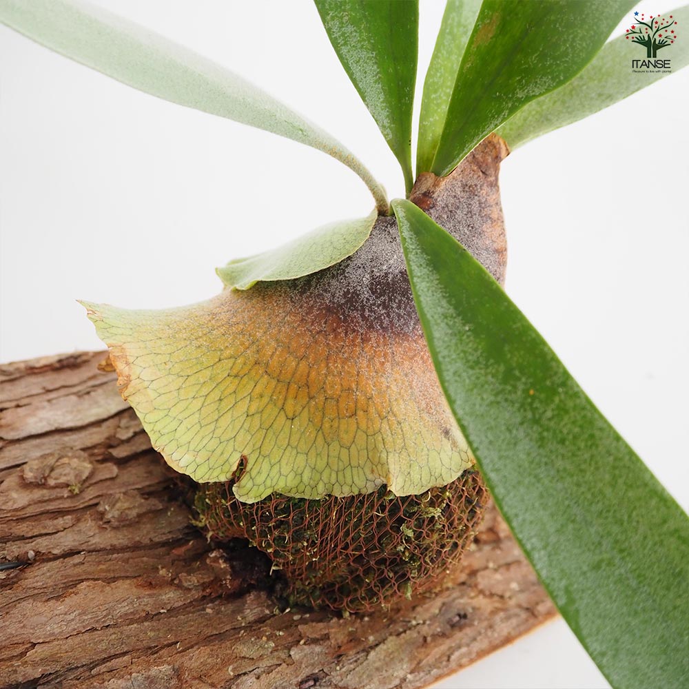 コウモリラン ベイチー 板付き 【観葉植物 ／1個売り】｜ 【植物の