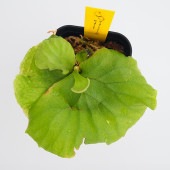 コウモリラン リドレイ 【観葉植物 2.5号／1個売り】|観葉植物
