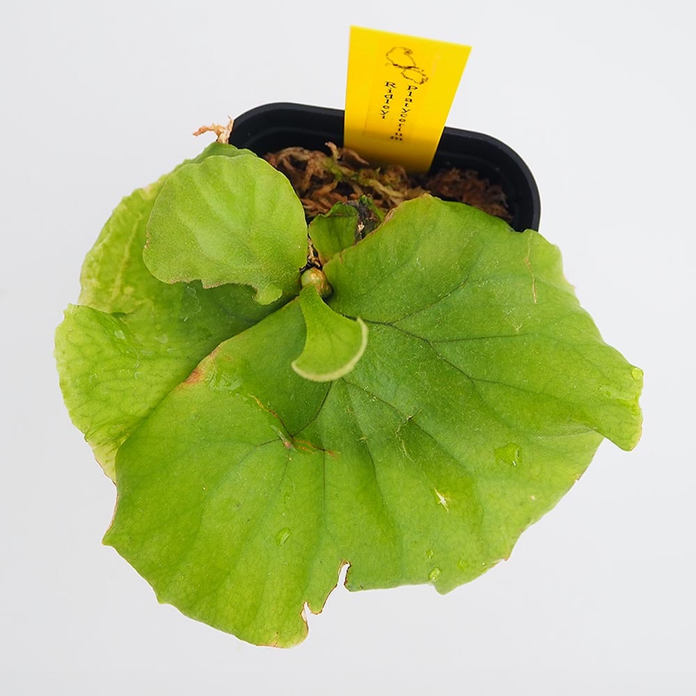 コウモリラン リドレイ 【観葉植物 2.5号／1個売り】