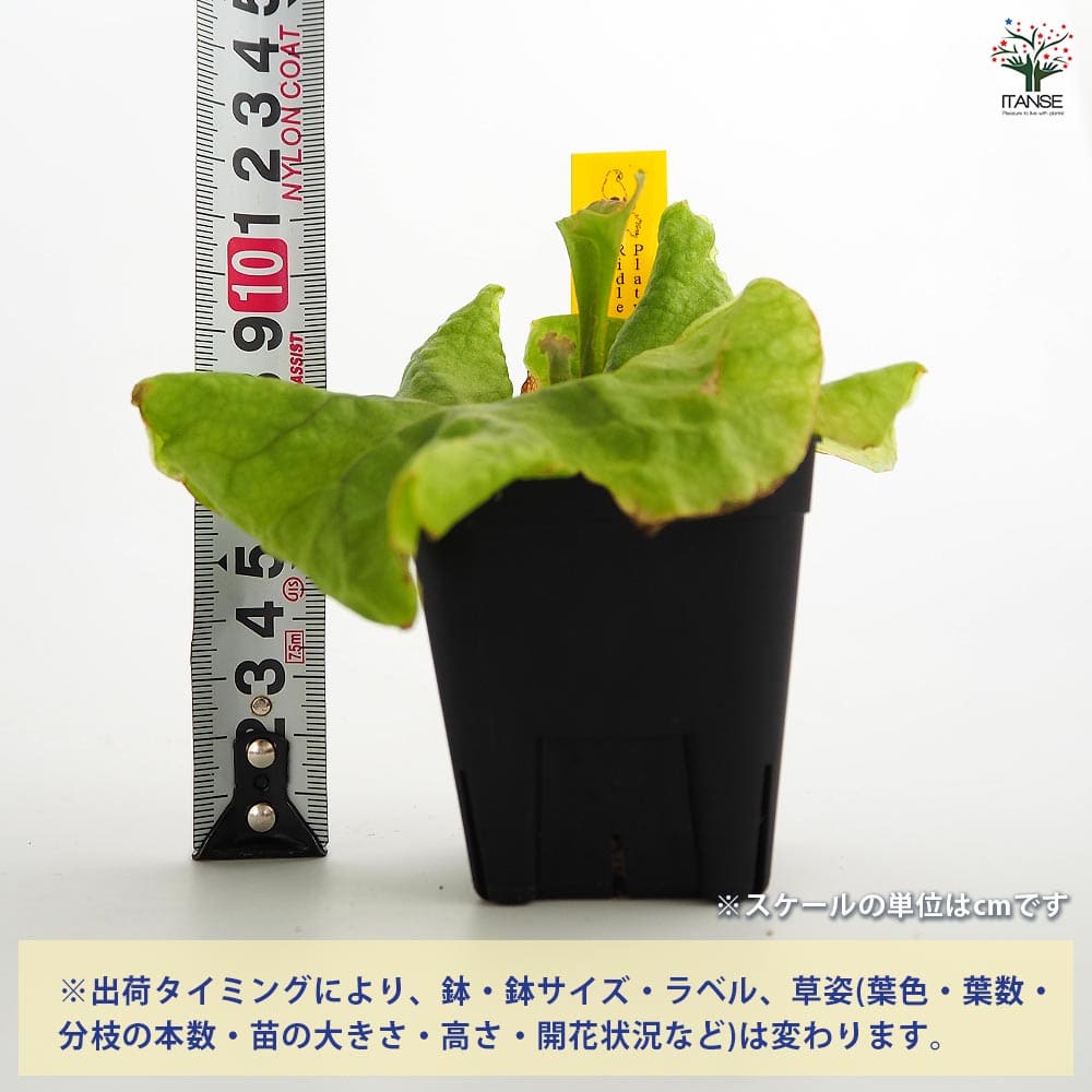 コウモリラン リドレイドワーフコンパクト 【観葉植物 2.5号／1個売り