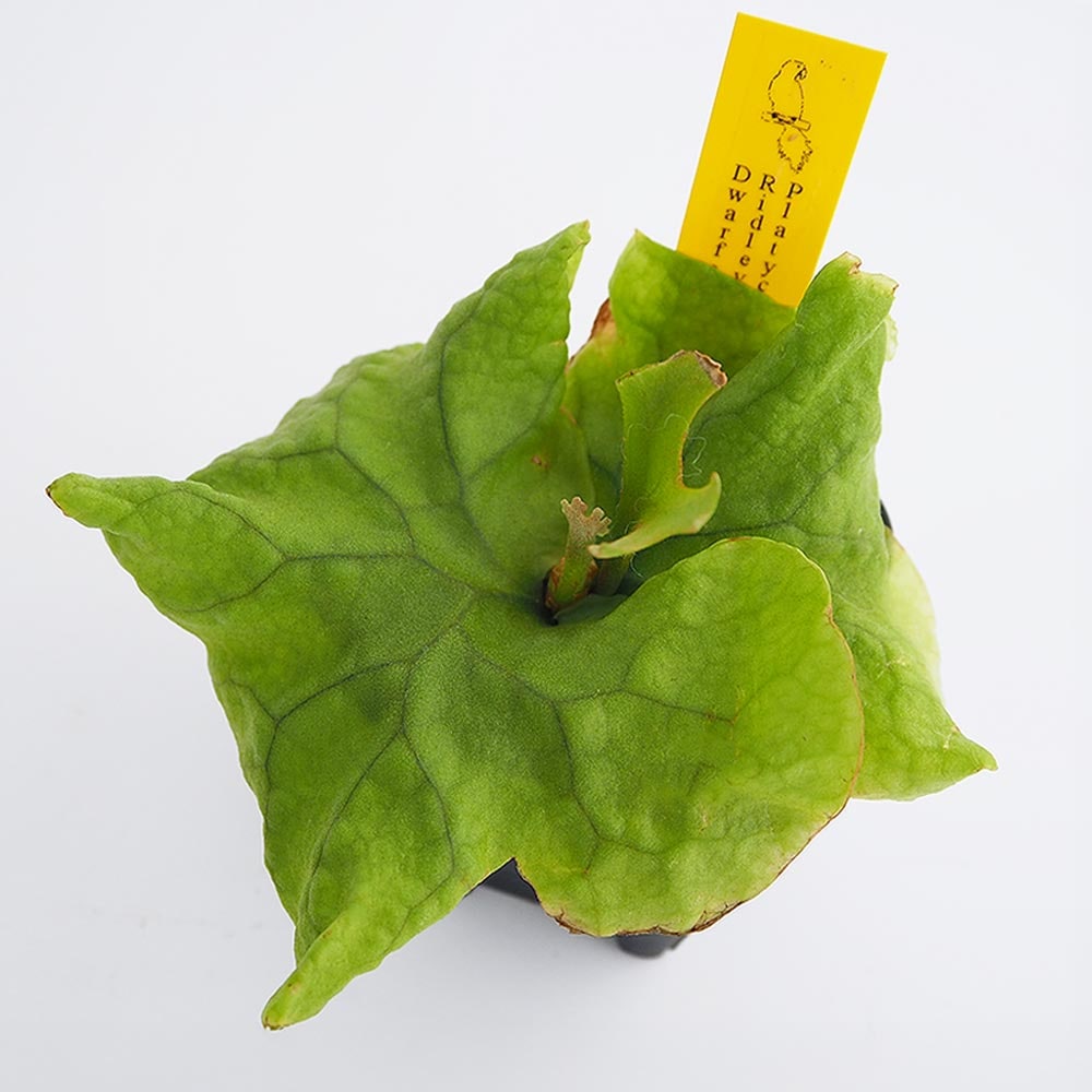 コウモリラン リドレイドワーフコンパクト 【観葉植物 2.5号／1個売り】