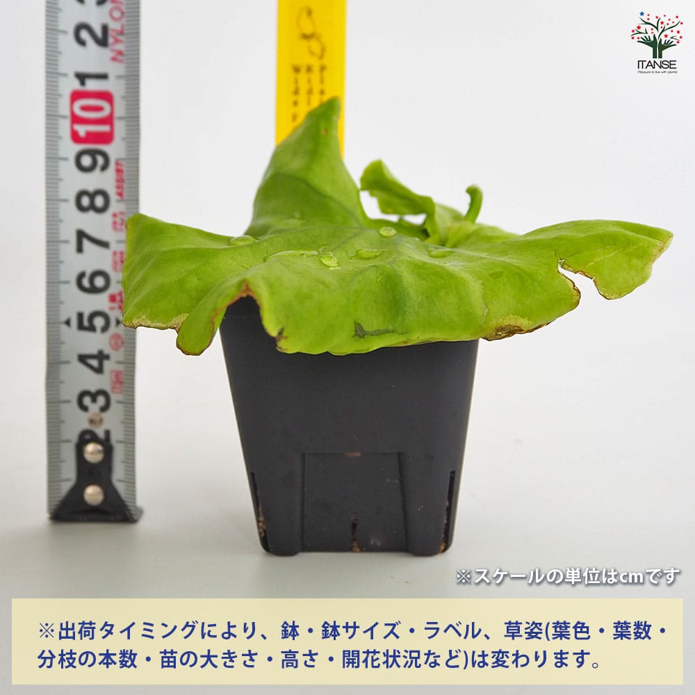 コウモリラン リドレイ ワイドフロンド 【観葉植物 2.5号／1個売り
