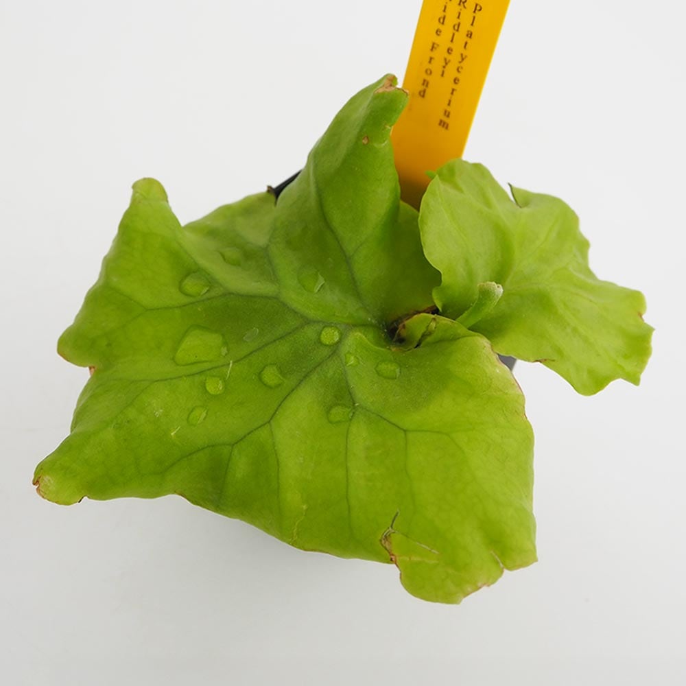 コウモリラン リドレイ ワイドフロンド 【観葉植物 2.5号／1個売り】