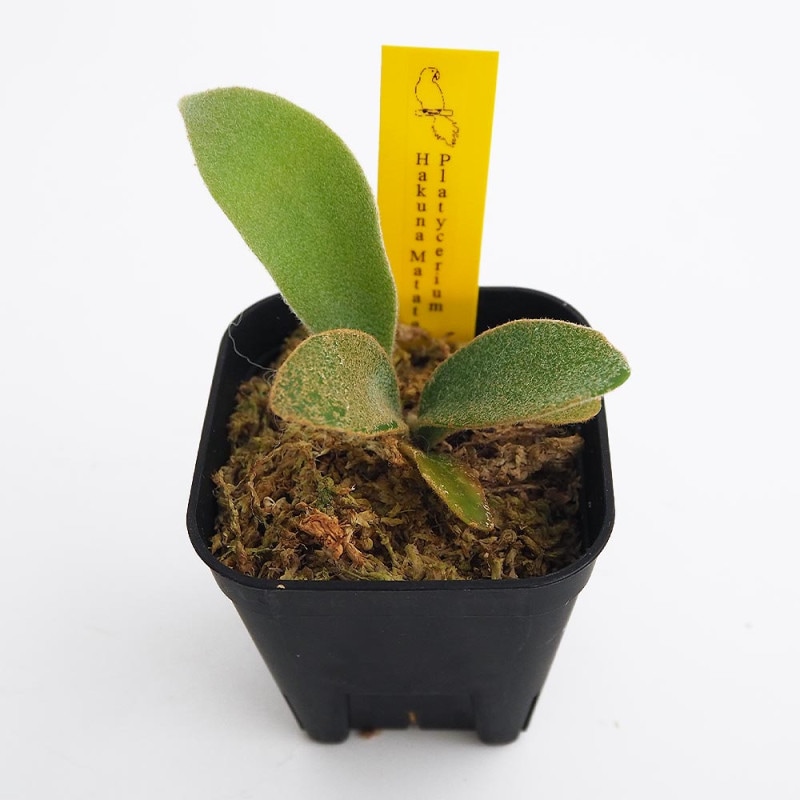 コウモリラン／ビカクシダ｜【植物のITANSE】全品送料無料・即出荷!