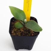 コウモリラン エルサ 【観葉植物 2.5号／1個売り】|観葉植物