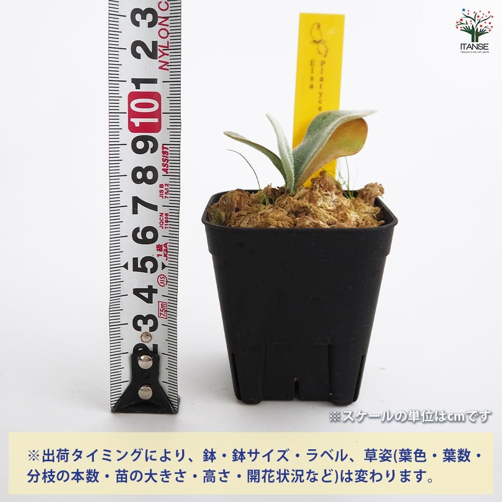 コウモリラン エルサ 【観葉植物 2.5号／1個売り】｜ 【植物の