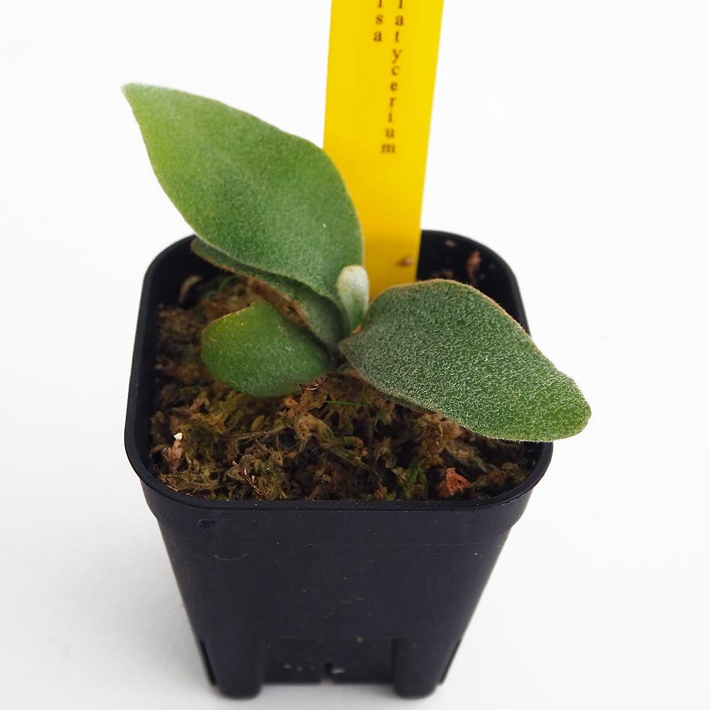 コウモリラン エルサ 【観葉植物 2.5号／1個売り】