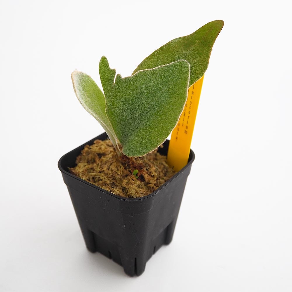 コウモリラン ペドロタツタ 【観葉植物 2.5号／1個売り】