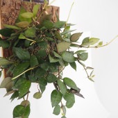 ホヤ クローニアナブラック板付き  【観葉植物 ／1個売り】|観葉植物
