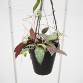 ホヤ カウダータ スマトラ吊鉢 【観葉植物 5号／1個売り】|観葉植物