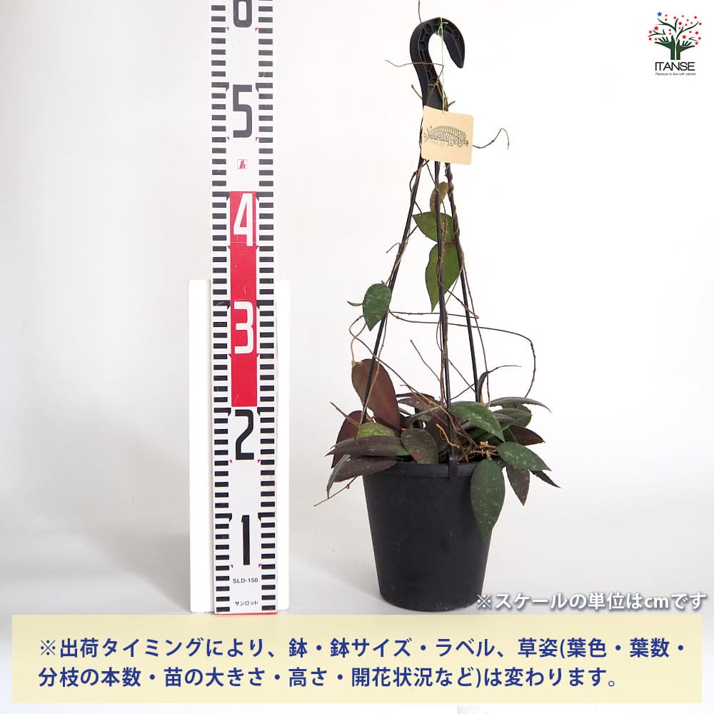 ホヤ　カウダータ 観葉植物】 ホヤ 『カウダータ』 | すべての商品 | | Junk sweet