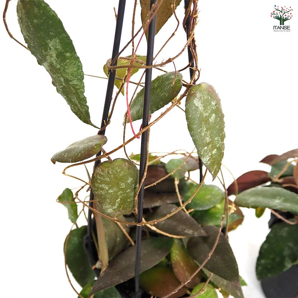 ホヤ カウダータ スマトラ吊鉢 【観葉植物 5号／1個売り】｜ 【植物の