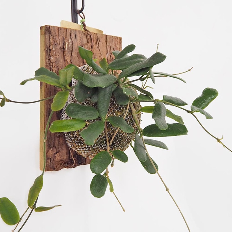 ホヤ(桜ラン)・ロンギフォリア 【観葉植物 リビングやオフィス