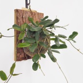 ホヤ ロツンディフォリア 板付き  【観葉植物 ／1個売り】|観葉植物
