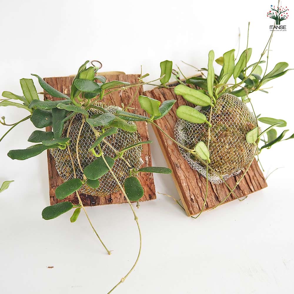 ホヤ ロツンディフォリア 板付き 【観葉植物 ／1個売り】｜ 【植物の