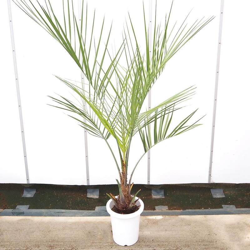 チャボトウジュロ(チャメロプス) ボルケーノ 【観葉植物 6号／1個売り