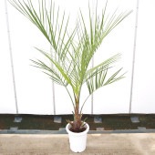 ココスヤシ(ヤタイヤシ) 【観葉植物 8号／1個売り】|観葉植物