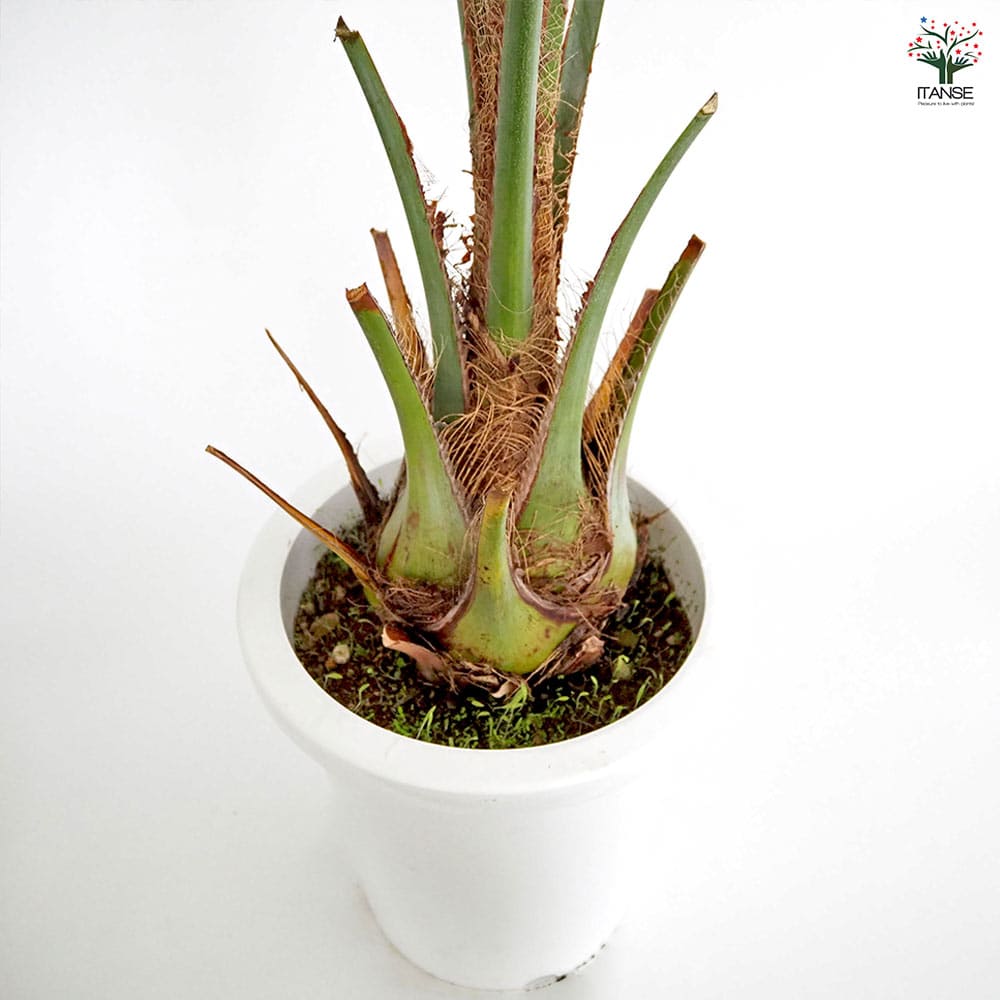 ココスヤシ(ヤタイヤシ) 【観葉植物 8号／1個売り】｜ 【植物の