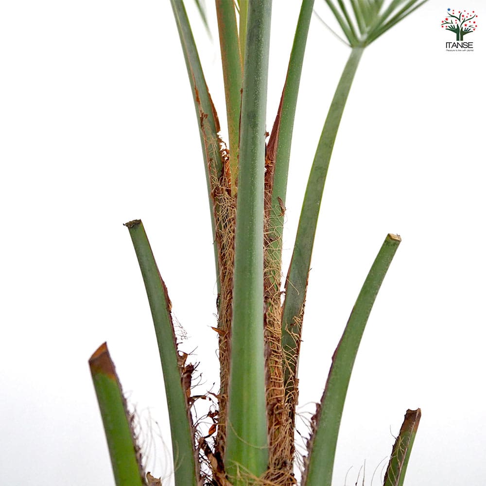 ココスヤシ(ヤタイヤシ) 【観葉植物 8号／1個売り】｜ 【植物の