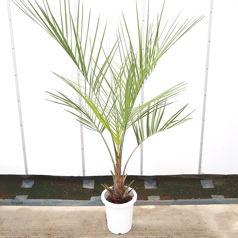 【現品】子株付き　ちょうどいいサイズ　ココスヤシ　ヤタイヤシ ココスヤシ (ヤタイヤシ) | 観葉植物の通販ならHitoHana（ひとはな）
