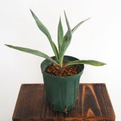 ユッカ パリダ ブルーパウダー 【観葉植物 4号】|観葉植物