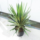 ユッカ グロリオサ バリエガータ 【観葉植物 10号／1個売り】|観葉植物