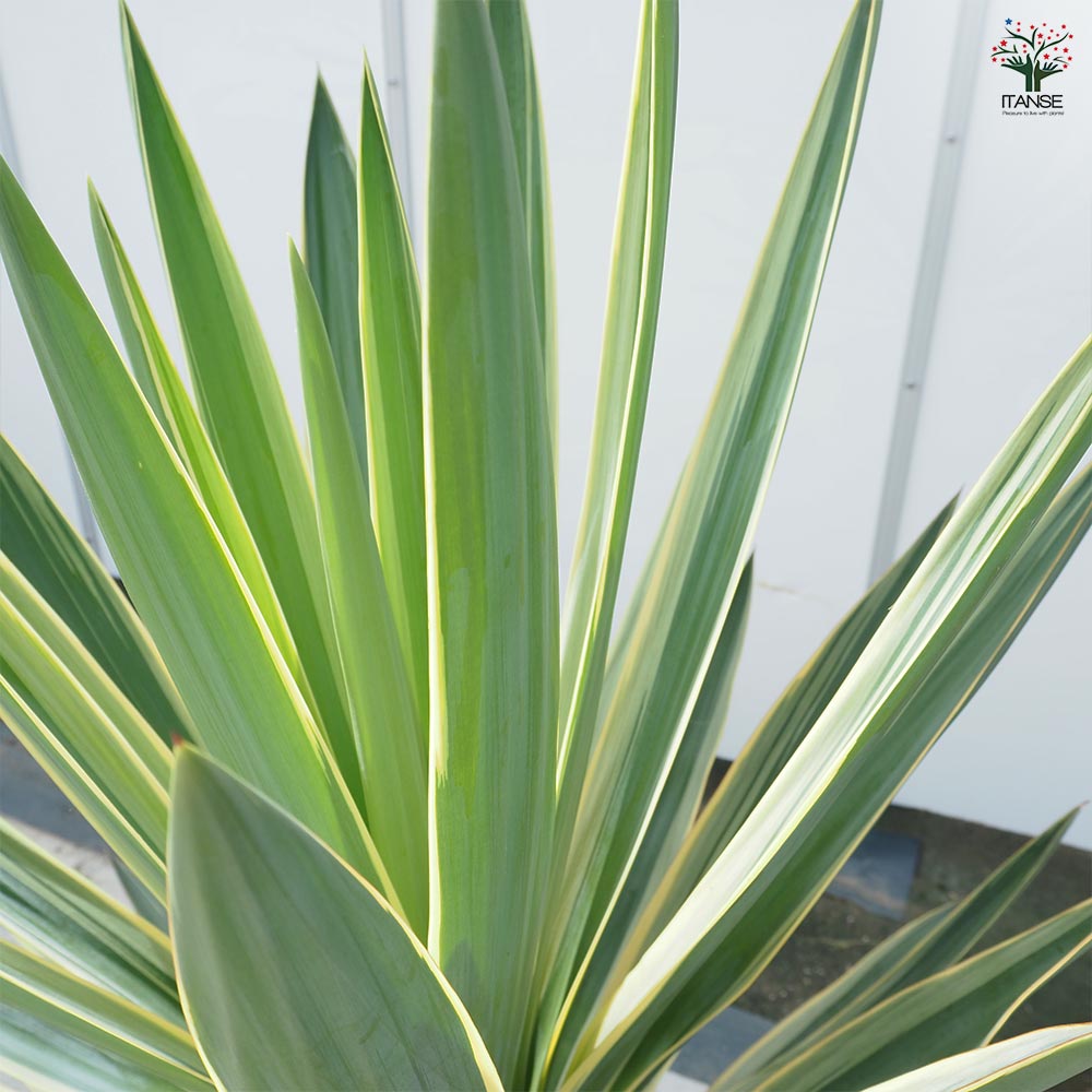 ユッカ グロリオサ バリエガータ 【観葉植物 10号／1個売り