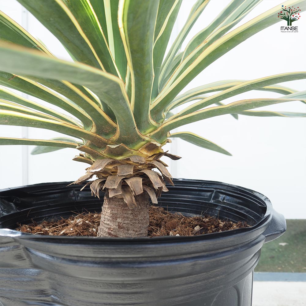 ユッカ グロリオサ バリエガータ 【観葉植物 10号／1個売り