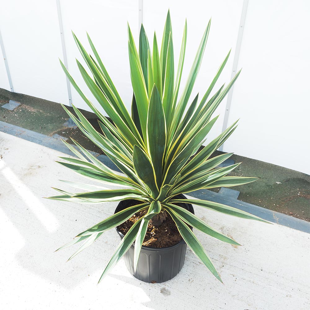 ユッカ グロリオサ バリエガータ 【観葉植物 10号／1個売り