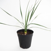 ユッカ ロストラータ サファイアスカイズ 【観葉植物 5号／1個売り】|観葉植物