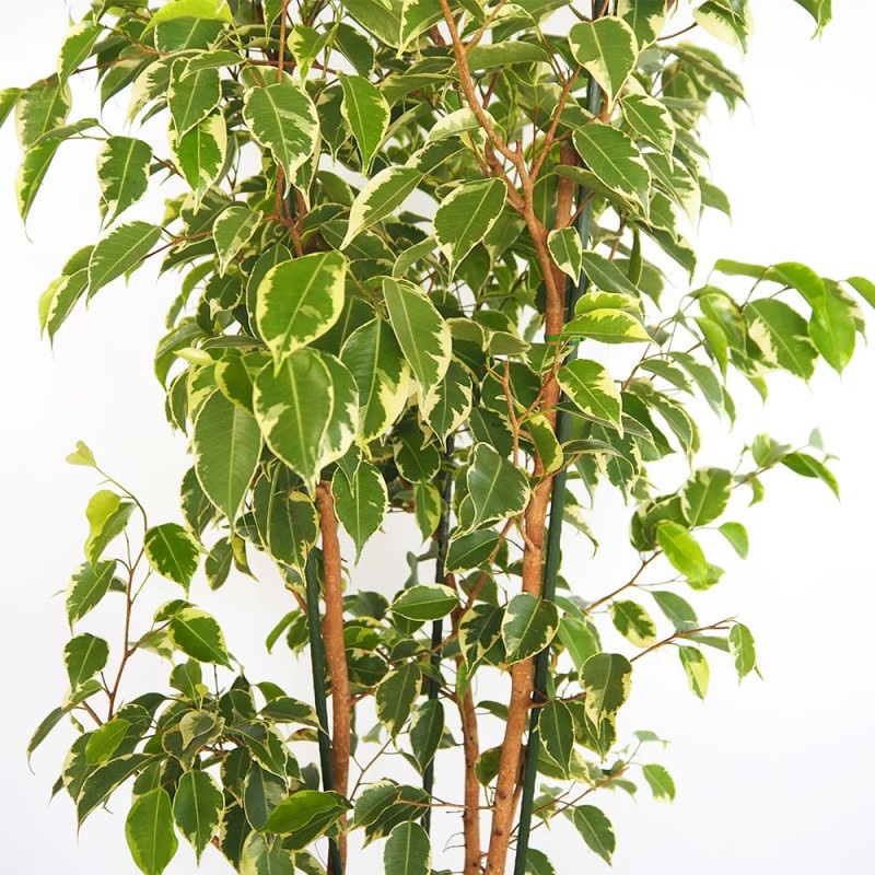 ゴムの木／フィカス｜【植物のITANSE】全品送料無料・即出荷!